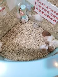 -神奇动物撸宠馆·羊驼·小浣熊·异宠(豫园店)