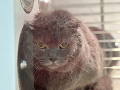 -猫宠乐园·专业洗护