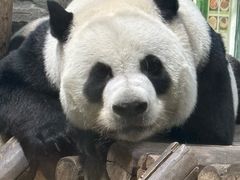 -栾川竹海野生动物园