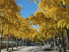 -三里屯东五街银杏大道