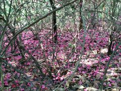 android_upload_pic-大沙河公园