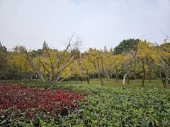 -同里国家湿地公园