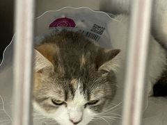 -中农国际动物医院24小时·猫科·骨科·急重症中心