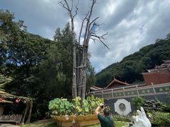 -灵光寺