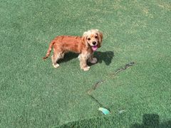 -爪吧宠物乐园 (温榆河示范区店)