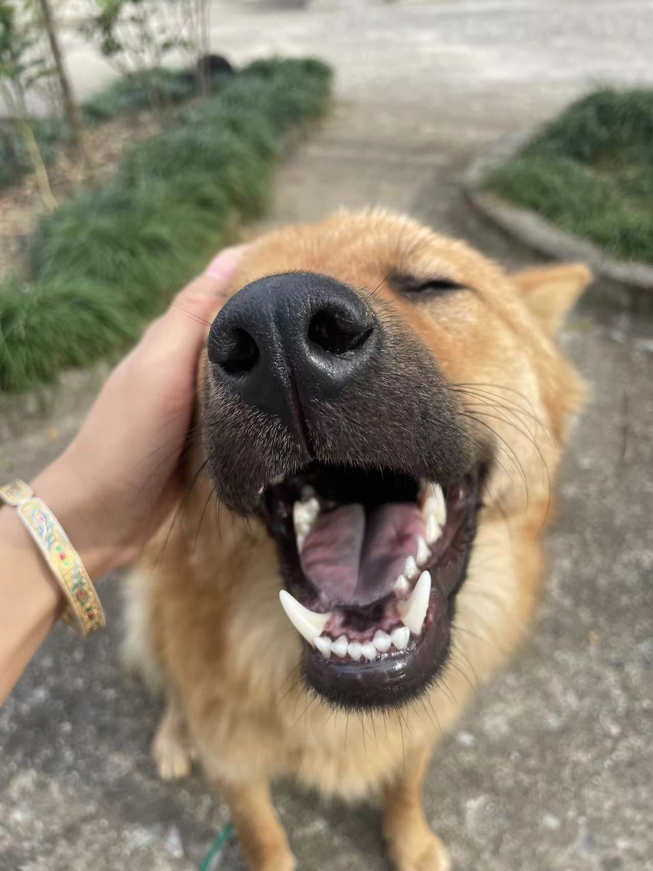 成长计划#和毛孩子的双向奔赴#创作者赏金计划#萌宠狗狗#萌宠每日一