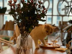 -Cappucimeow猫咪咖啡馆(韦伯时代店)
