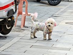 -陈记卤煮小肠