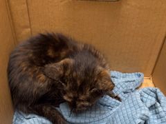 -安安宠医宠物医院·异宠·犬猫内科(岳阳分院)