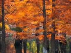 -白鹭湾湿地公园