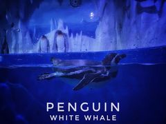 -多彩贵州城极地海洋世界