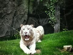 -北京野生动物园