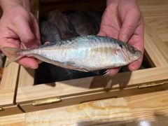 -镹·鱼料理  国产鱼使用店