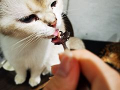 -猫色咖啡·猫咖