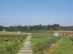 -紫颐香薰山谷景区