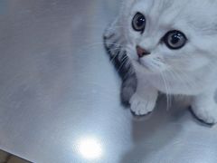-瑞派名望24h动物医院异宠专科·猫专科·骨科·重症监护分院