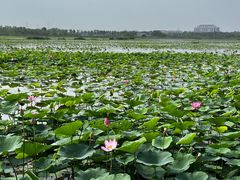 -天津东丽湖风景区