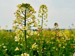 -中国天府农业博览园