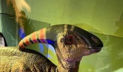 -恐龙探索乐园(磁器口店)