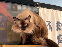 -豆逗聊愈猫阁Easy Life