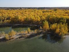 -金塔沙漠胡杨林景区