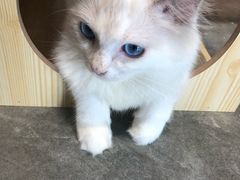 -瞄一喵猫咖(格力海岸店)