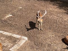 -青藏高原野生动物园