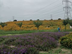 -紫颐香薰山谷景区
