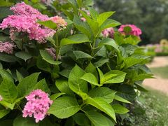 -上海共青森林公园