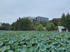 -月湖风景区