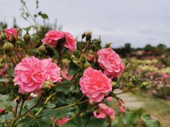 -都江堰玫瑰花溪谷