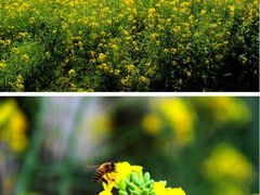 景观位-盈香心动乐园