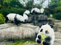 -都江堰中华大熊猫苑
