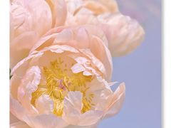 -循礼门鲜花花市(武汉循礼门店)