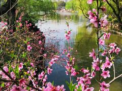 -南汇桃花村