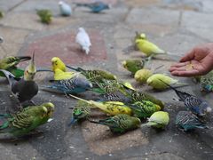 -南宫五洲植物乐园