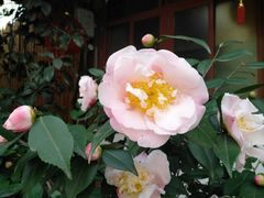 -S Team剧情密室(杭州龙翔桥店)