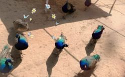 -萌宠亲子动物乐园(槐房万达店)