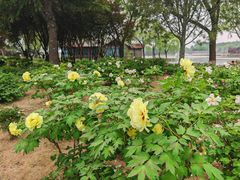 -石家庄市植物园