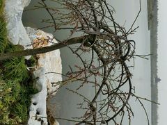 梅花-上海海湾国家森林公园