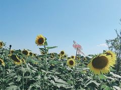 -光明小镇欢乐田园