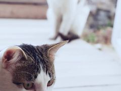 -海边的猫和咖啡馆