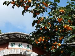 -寂照庵