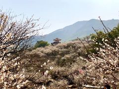 -广州市流溪河国家森林公园