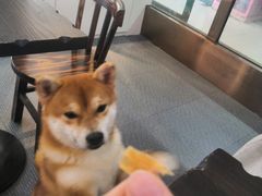 -柴源莊·柴小宠柴犬咖啡