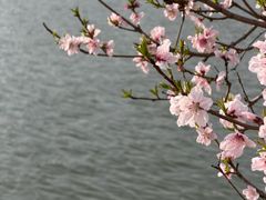 -石家庄市植物园