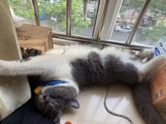 -喵zoo家庭繁育猫舍(尖东智能花园店)