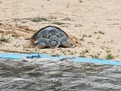 -广东惠东海龟国家级自然保护区