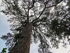 -阳台山自然风景区