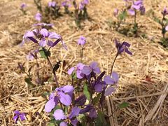 -永定河休闲森林公园